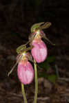 Pink lady's slipper <BR>Moccasin flower